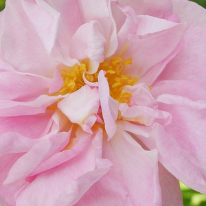 Kaufen - Rosa Celsiana - stark duftend - Damaszenerrose - rosa - - - Das Blühen beginnt mit blassroten Knospen, die im Laufe der Zeit immer blasser werden.